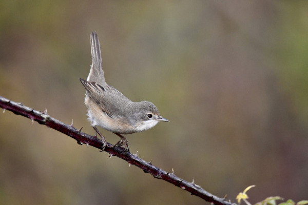 Subalpine Warbler