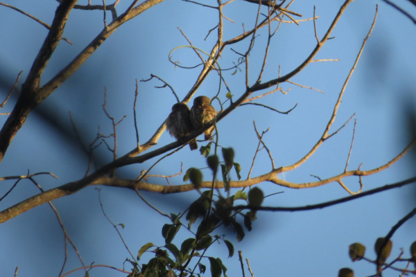 Subtropical Pygmy Owl