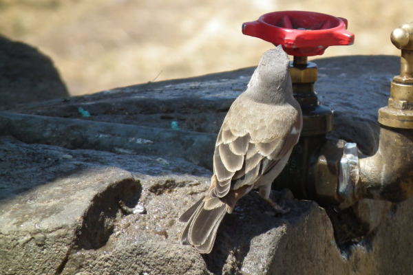 Sudan Golden Sparrow