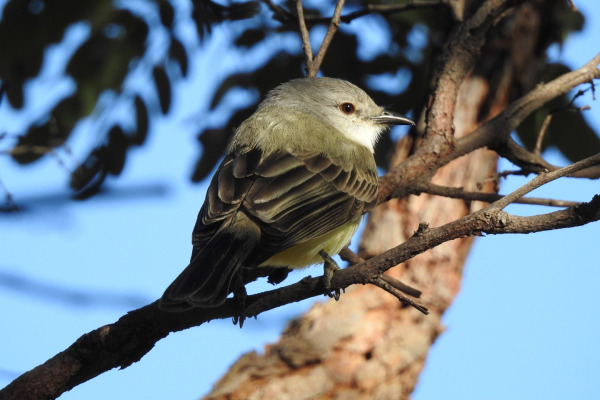 Suiriri Flycatcher