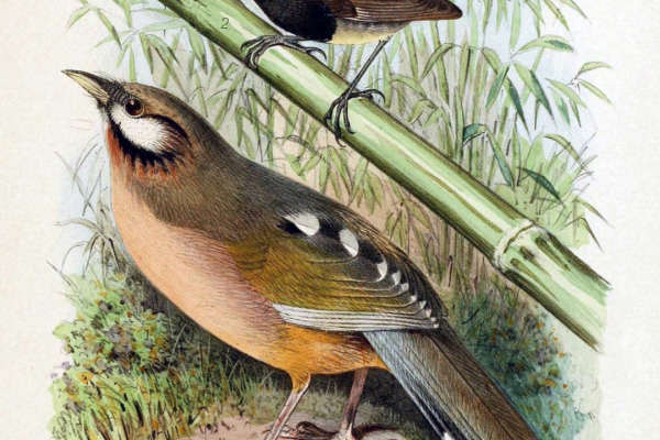 Sukatschew's Laughingthrush