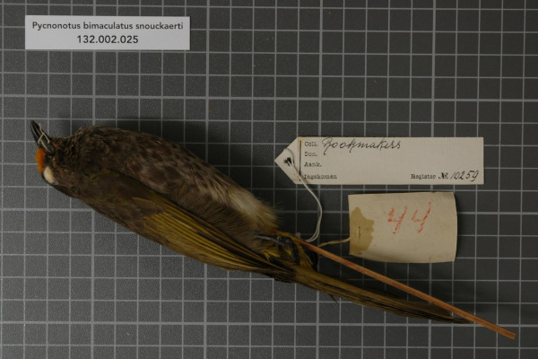 Sula Bulbul