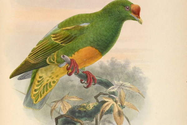 Sula Fruit Dove