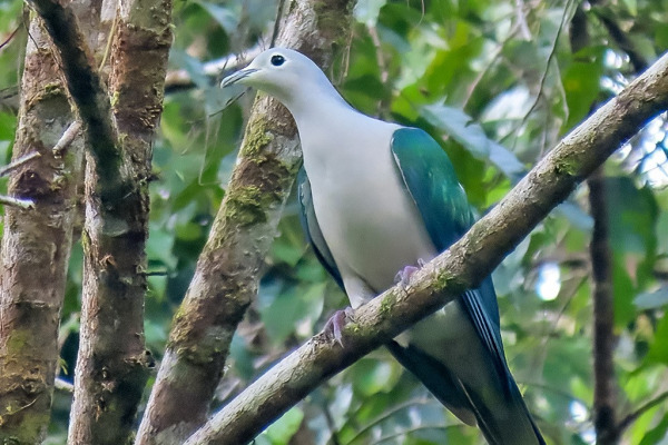 Sula Fruit Dove