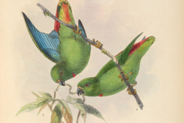 Sula Hanging Parrot