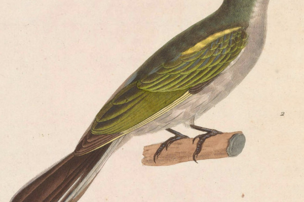 Sula Island Honeyeater