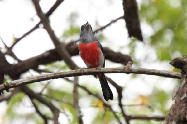 Sula Mountain Finch