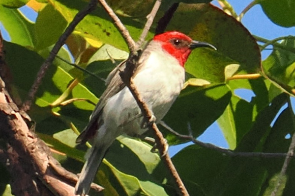Sula Myzomela