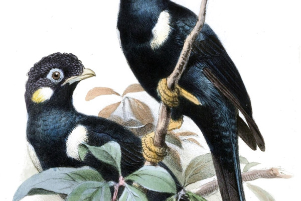 Sulawesi Babbler