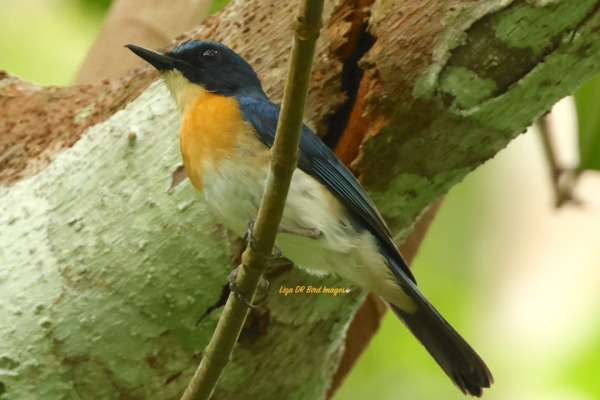 Sulawesi Blue Flycatcher