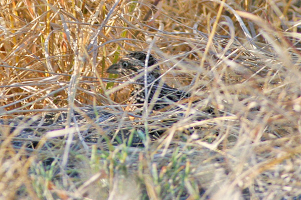 Sulawesi buttonquail