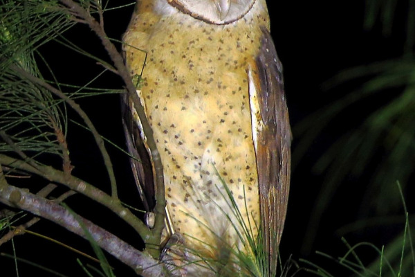 Sulawesi Cavity Owl