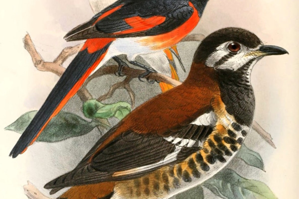 Sulawesi Cicadabird