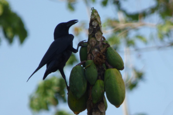 Sulawesi Crow