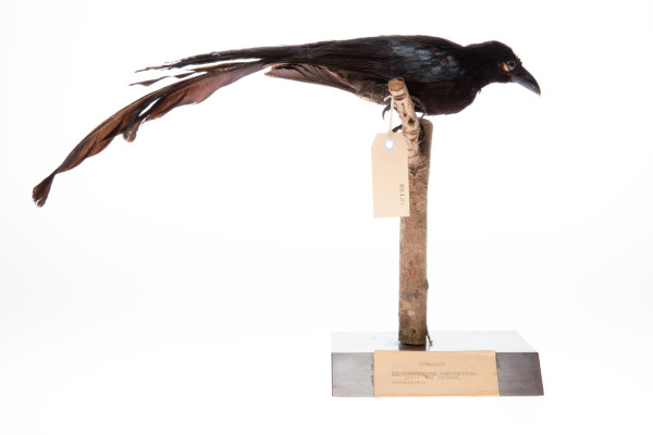 Sulawesi Drongo