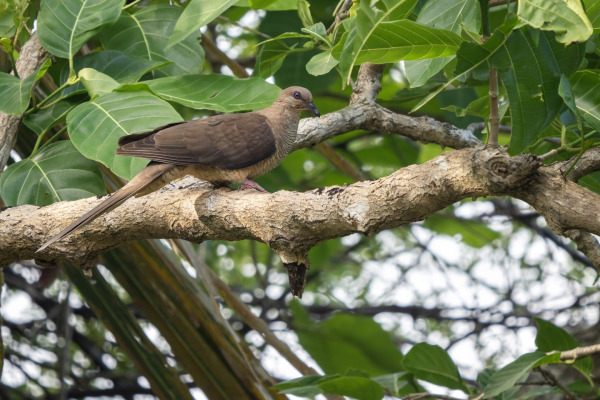 Sulawesi Ground Dove