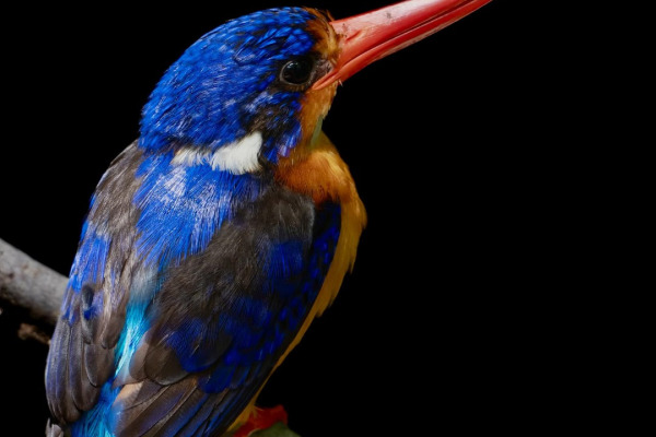 Sulawesi kingfisher