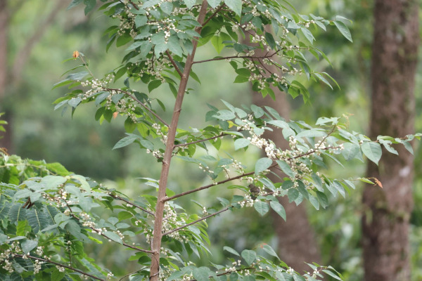 Sulawesi Myzomela