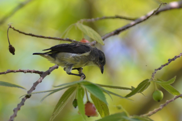 Sulawesi Myzomela