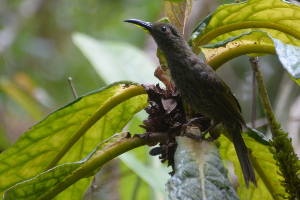 Sulawesi Myzomela