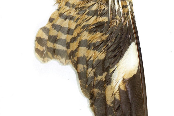 Sulawesi Nightjar