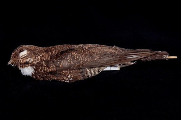 Sulawesi Nightjar