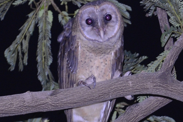 Sulawesi owl