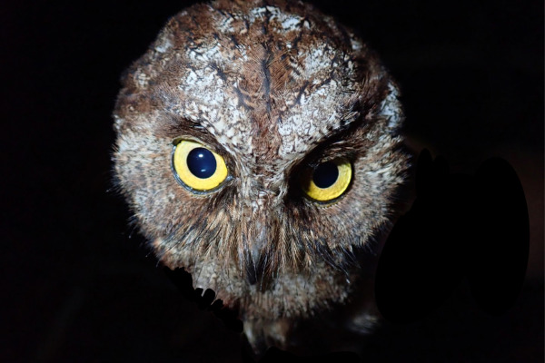 Sulawesi Scops Owl