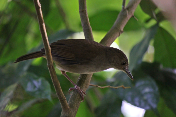 Sulawesi Streaked Fantail