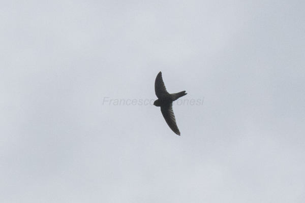 Sulawesi swiftlet