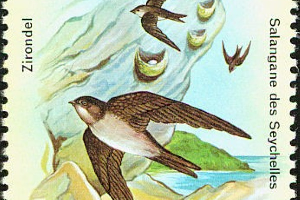 Sulawesi swiftlet