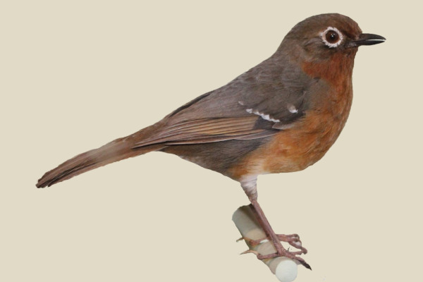 Sulawesi Thrush