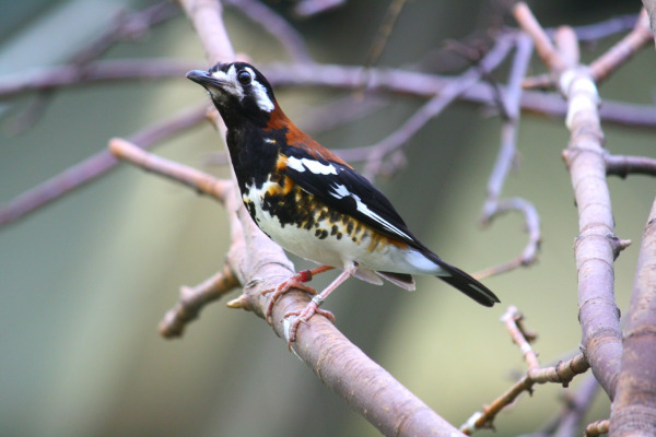 Sulawesi Thrush