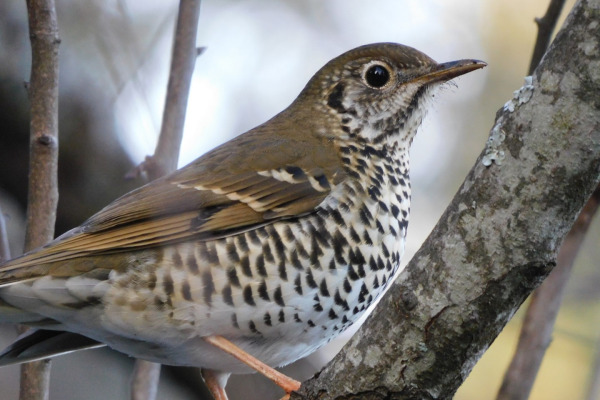 Sulawesi Thrush