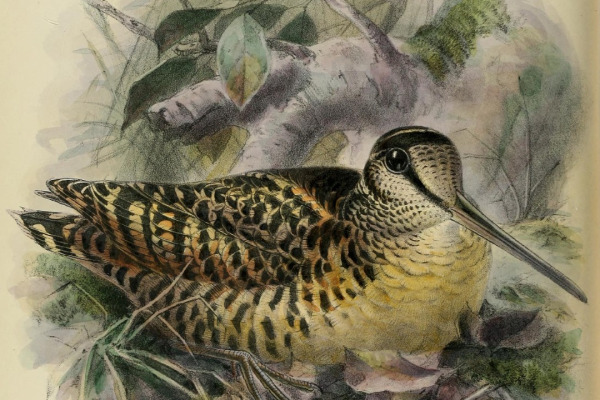 Sulawesi woodcock