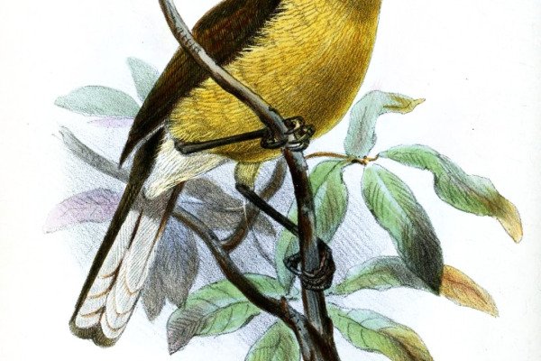 Sulphur-bellied Bulbul