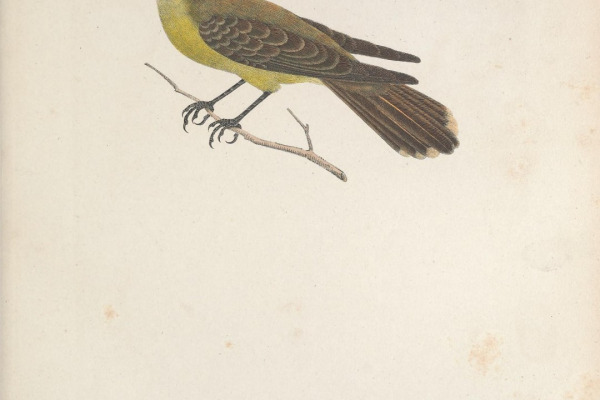 Sulphur-bellied Flycatcher