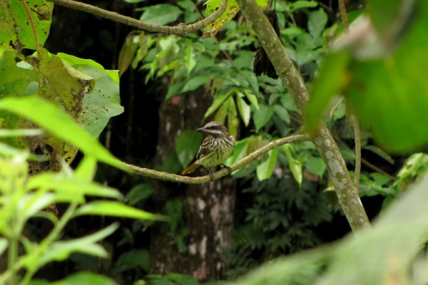 Sulphur-bellied Flycatcher