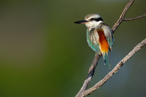 Sulphur-bellied Kingfisher