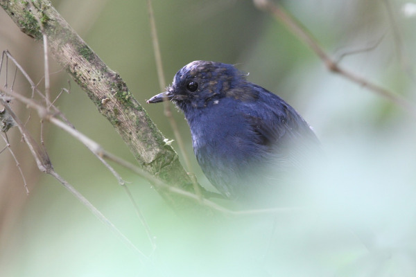 Sulphur-bellied Redstart
