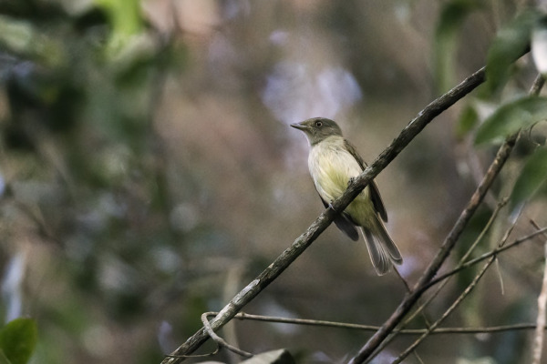 Sulphur-bellied Tyrant-Manakin