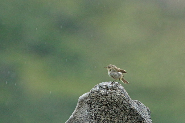 Sulphur-bellied Warbler