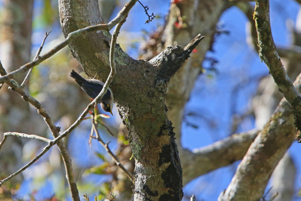 Sulphur-billed Nuthatch