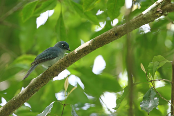 Sulphur-breasted Flycatcher