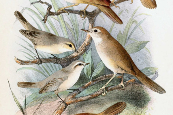 Sulphur-breasted Warbler