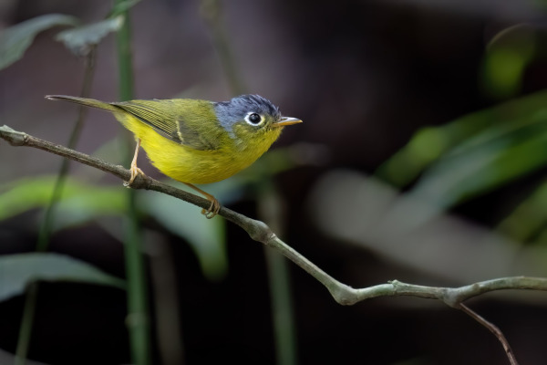 Sulphur-breasted Warbler