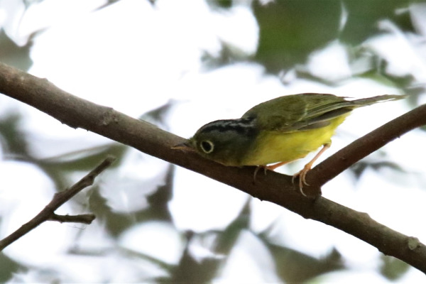 Sulphur-breasted Warbler
