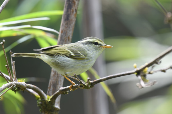 Sulphur-breasted Warbler