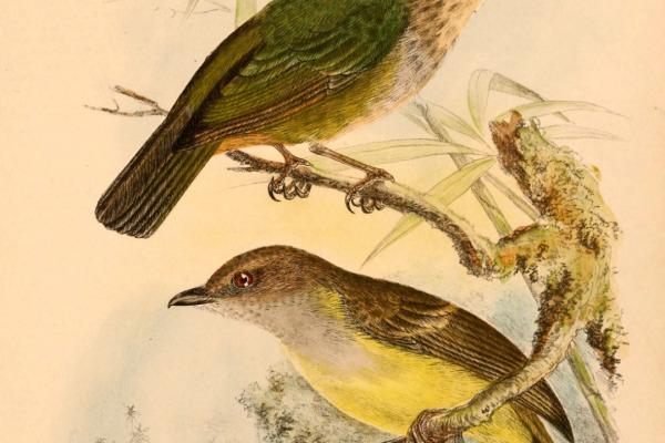 Sulphur-vented Whistler