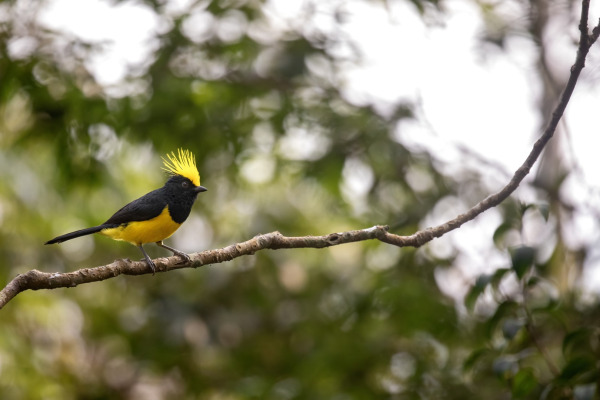 Sultan Tit